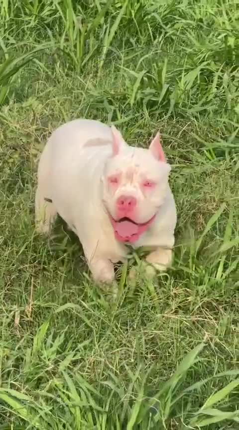 American Bully Pocket Size Puppy, farm video