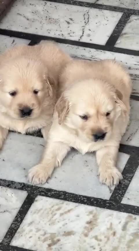 Golden Retriever, farm video