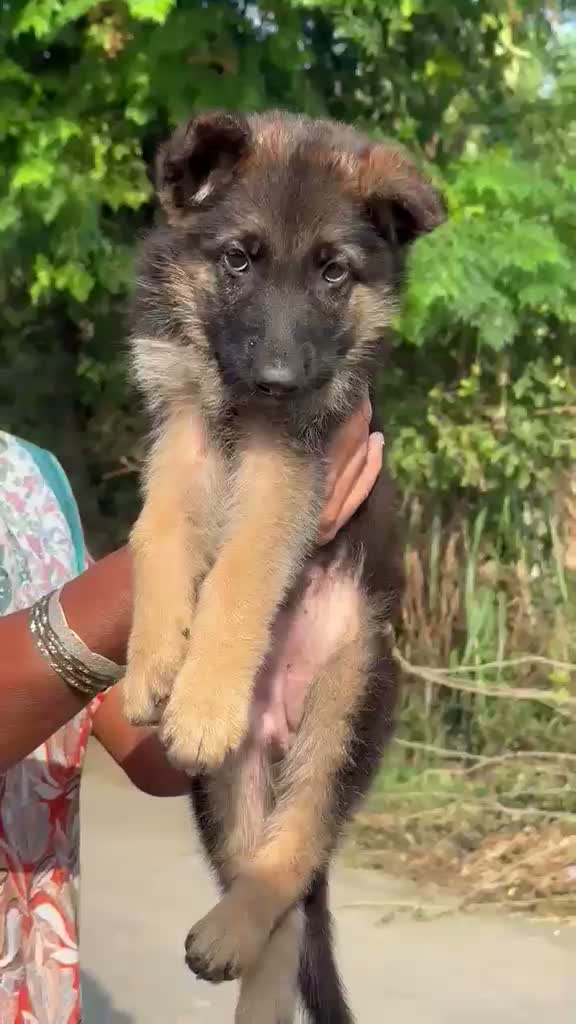 German Shepherd Puppy, farm video