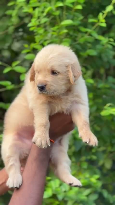 Golden Retriever, farm video