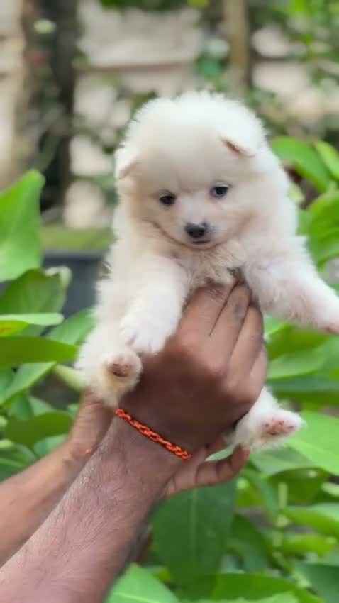 Culture Pom Puppy | White Color, farm video
