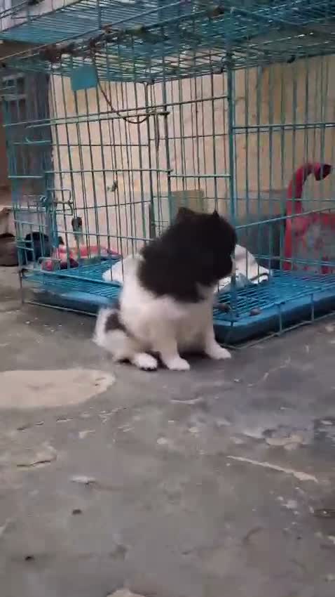 Culture Pom Puppy, farm video