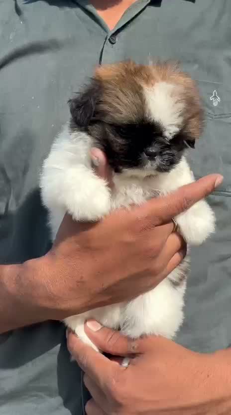 Shih Tzu | Black Color, farm video