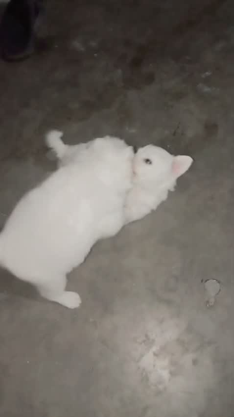 Culture Pom Puppy, farm video