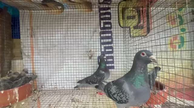 Fantail Pigeon, farm video