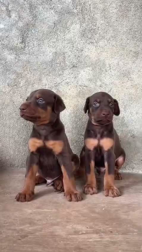 European Doberman Puppy, farm video