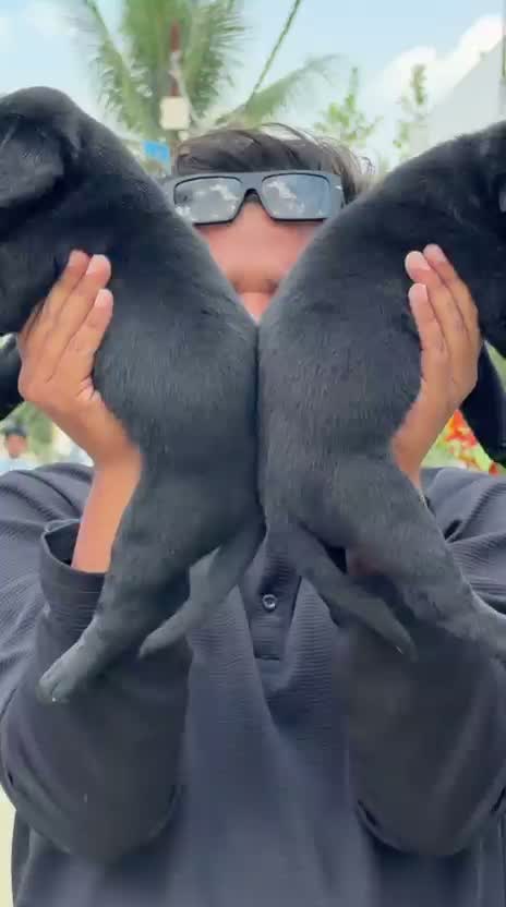 Beagle Black & Tan Puppy, farm video
