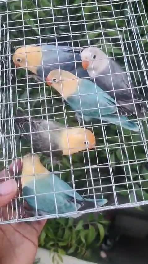 Blue Throated Conure, farm video