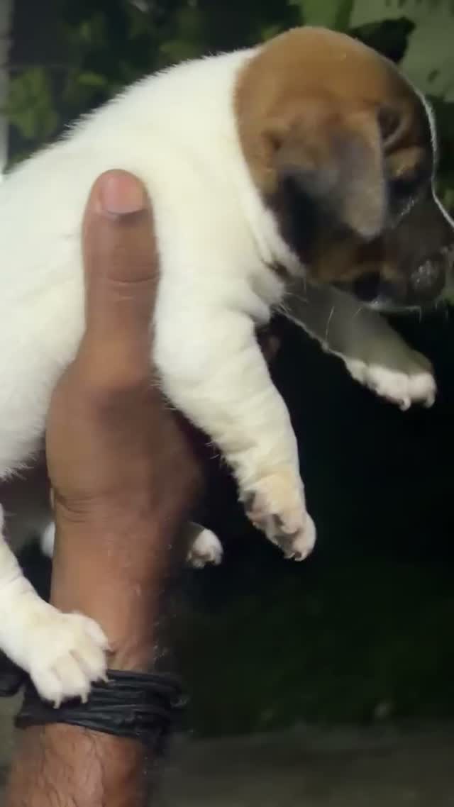 Pitbull Terrier Puppy, farm video