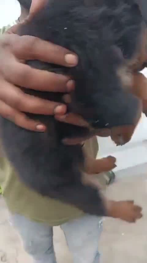 Rottweiler Puppy, farm video