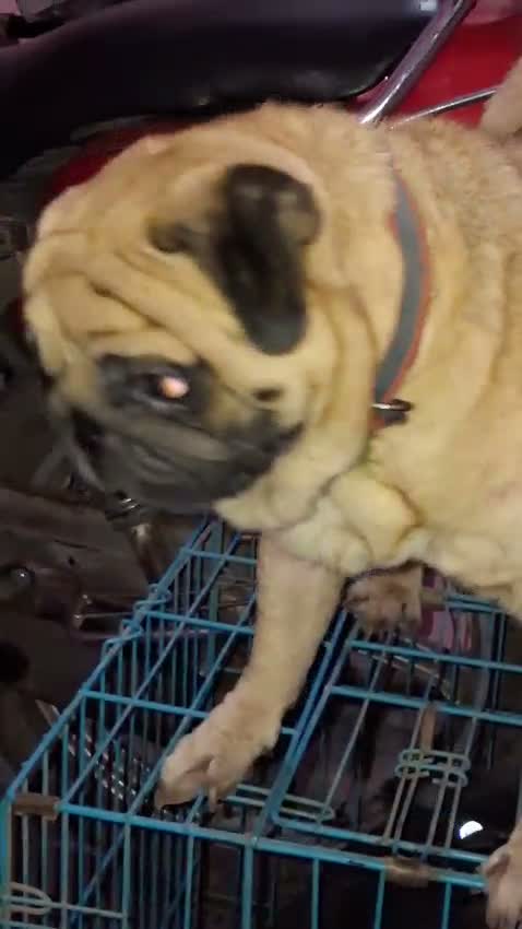 Pug Puppy, farm video