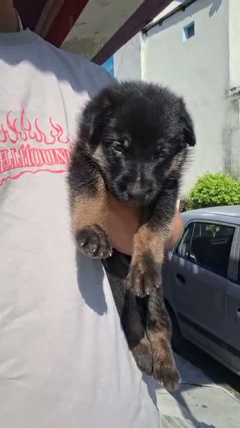 German Shepherd Puppy, farm video