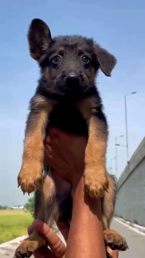 German Shepherd Puppy, farm video