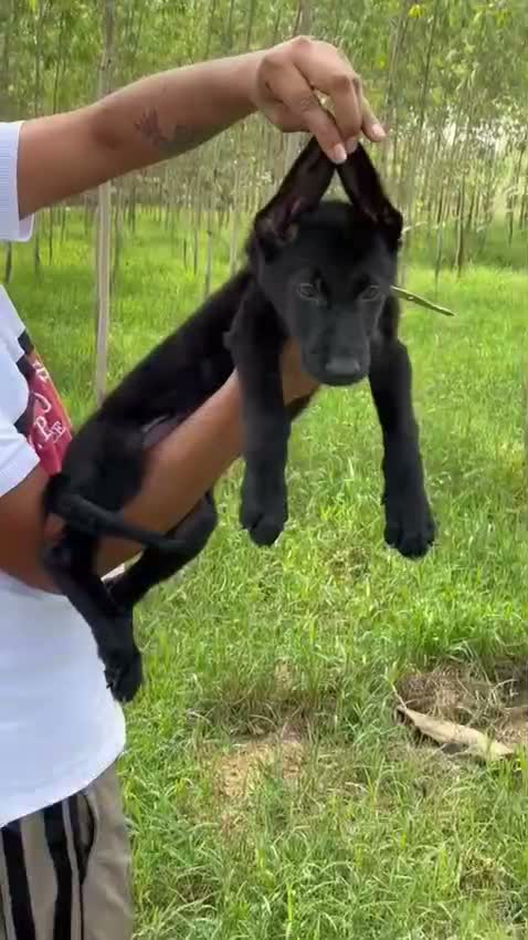 German Shepherd Puppy, farm video