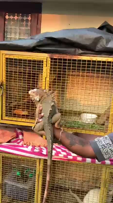 Iguana, farm video