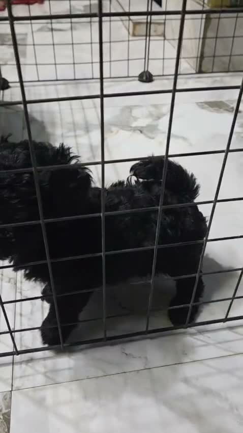 Toy Poodle Puppy, farm video