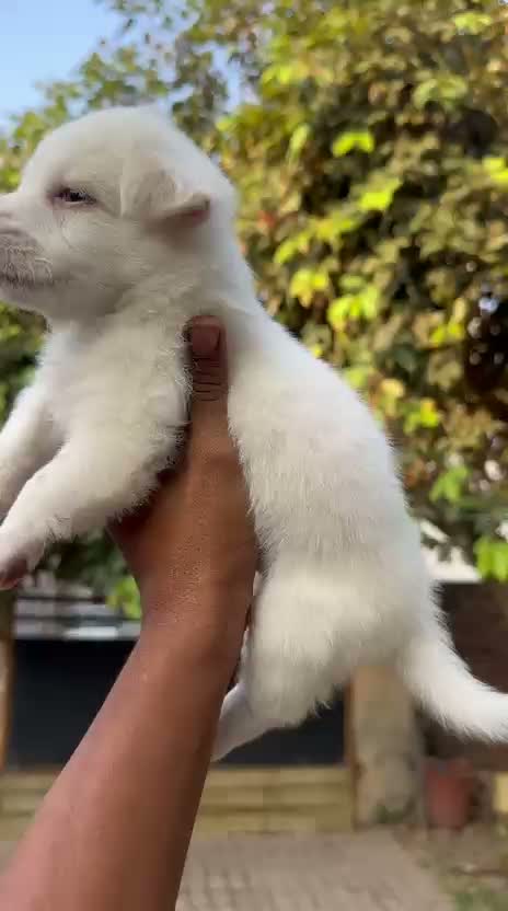 Culture Pom Puppy, farm video