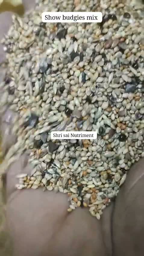 Fantail Pigeon, farm video