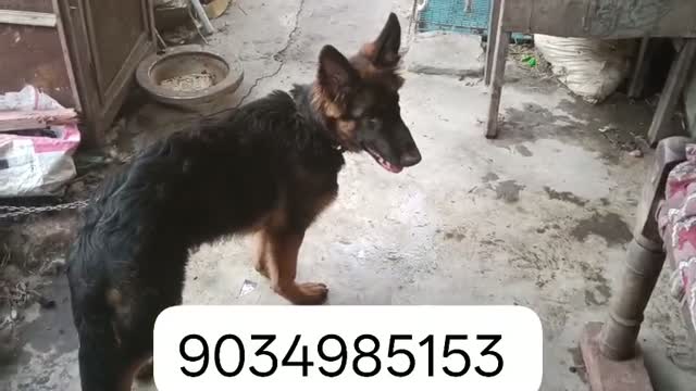 German Shepherd Puppy, farm video
