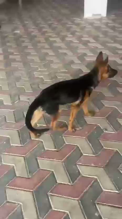 German Shepherd Puppy, farm video