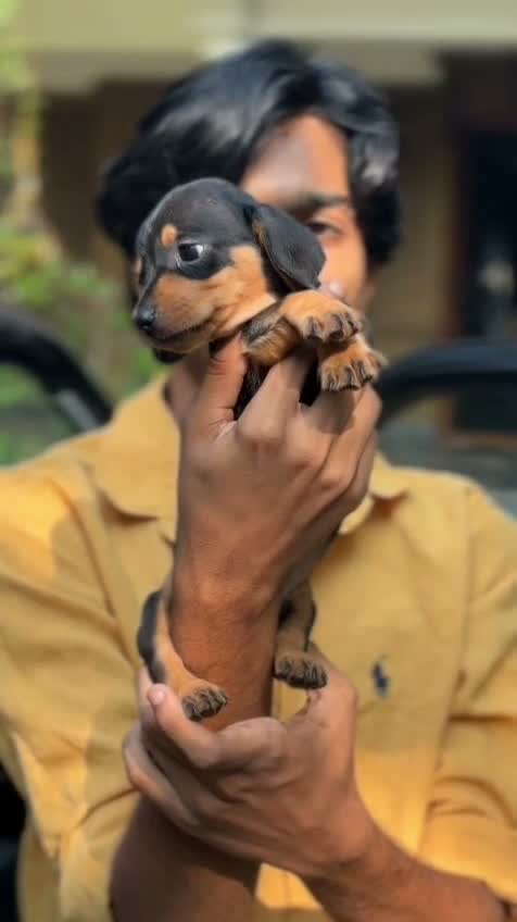 Dachshund Puppy, farm video