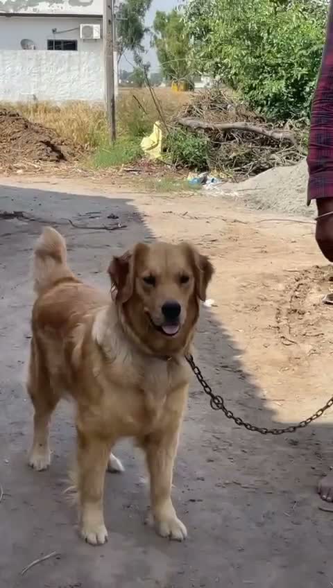 Golden Retriever, farm video