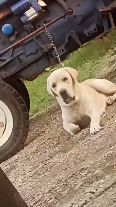 Beagle Black & Tan Puppy, farm video