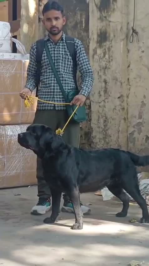 Beagle Black & Tan Puppy, farm video