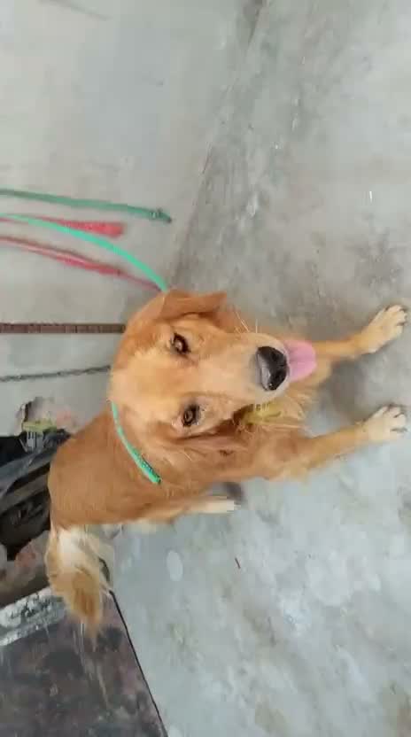 Golden Retriever, farm video