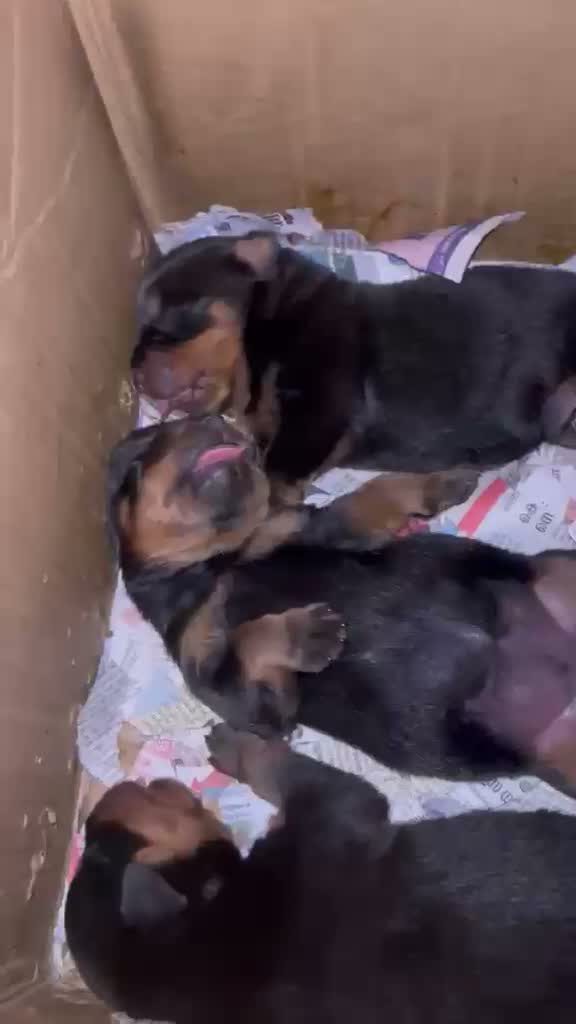 Rottweiler Puppy, farm video