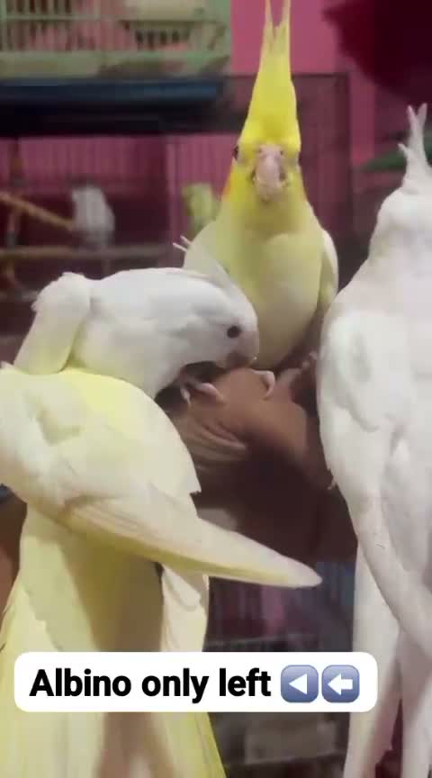 Cockatiel, farm video