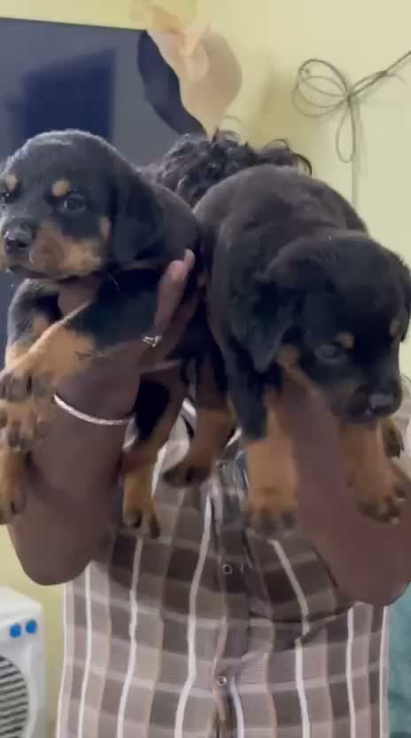 Rottweiler Puppy, farm video