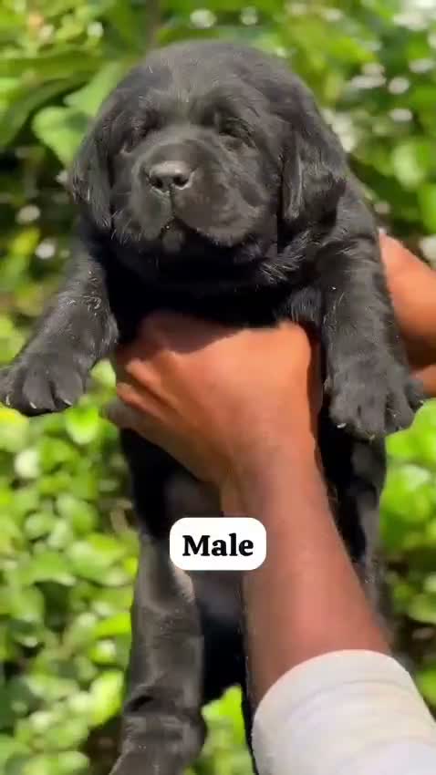 Beagle Black & Tan Puppy, farm video