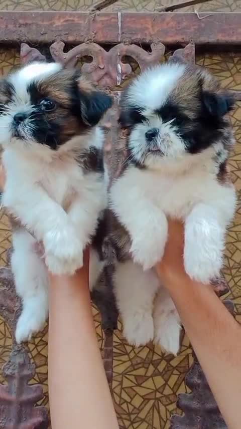 Shih Tzu | Black Color, farm video