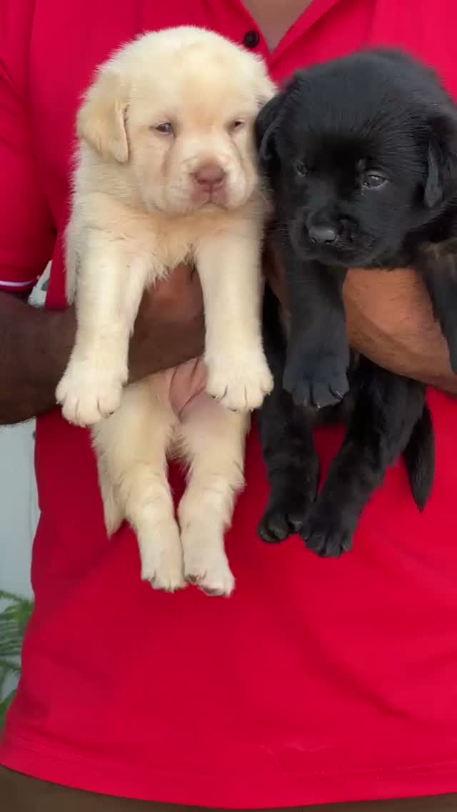 Beagle Black & Tan Puppy, farm video