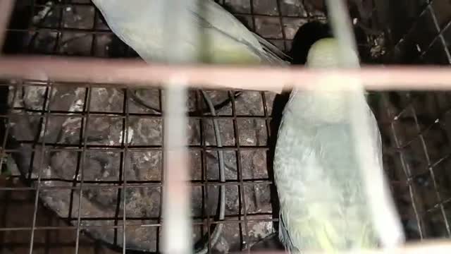 Budgies, farm video