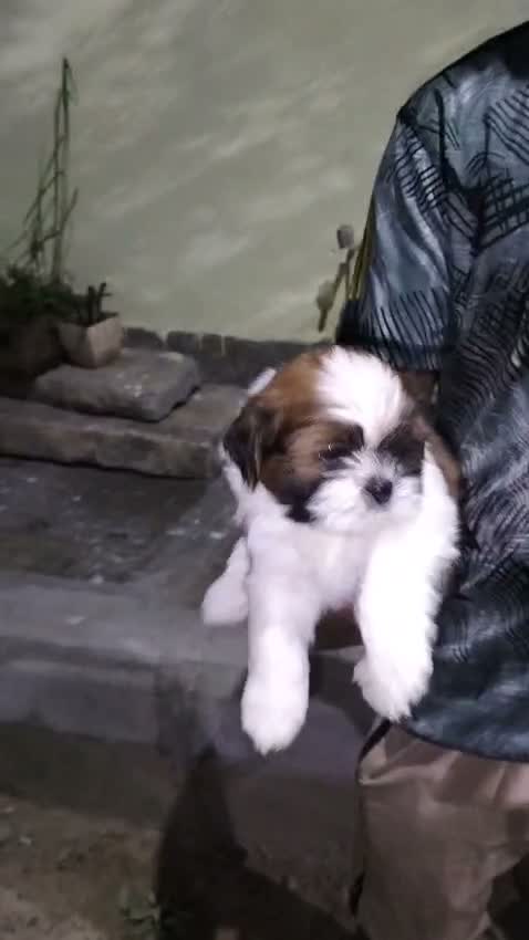 Shih Tzu | Black Color, farm video