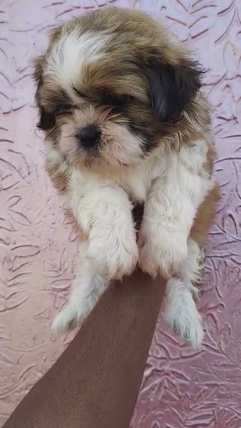 Shih Tzu | Black Color, farm video