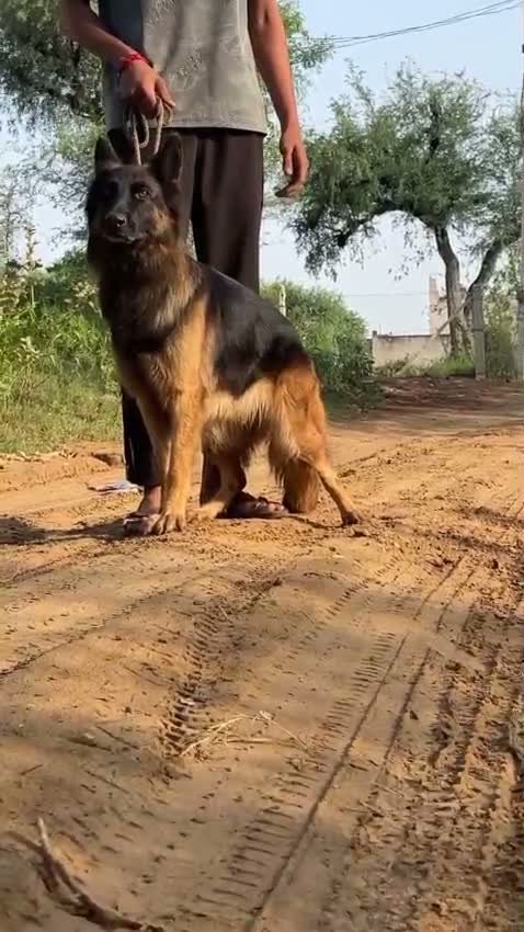 German Shepherd Puppy, farm video
