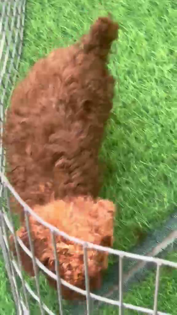 Standard Poodle Puppy, farm video