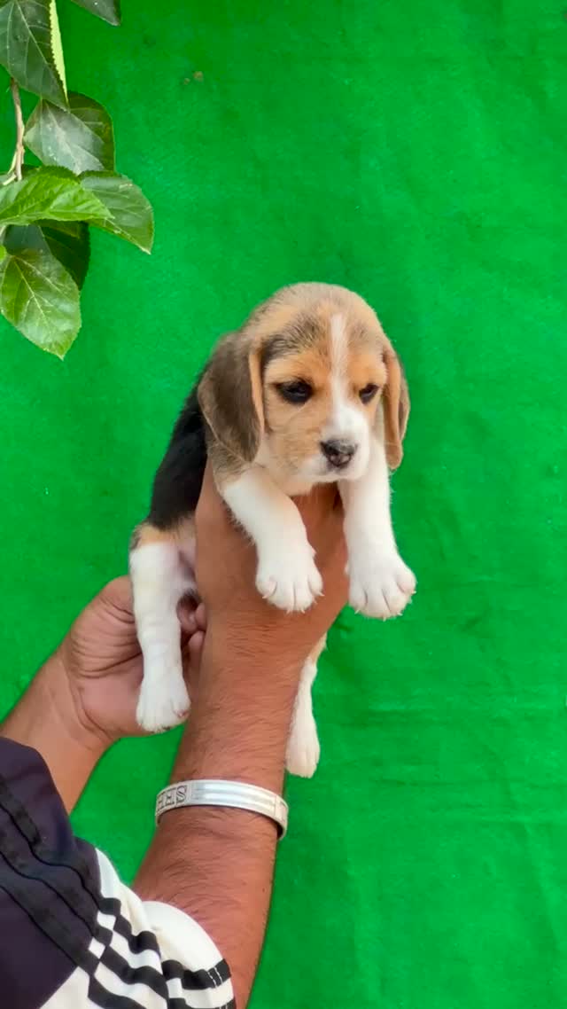 Beagle Black & Tan Puppy, farm video