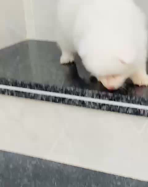 Culture Toy Pom Puppy, farm video