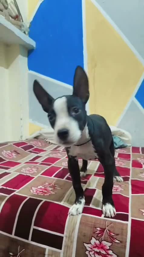 Pitbull Terrier Puppy, farm video