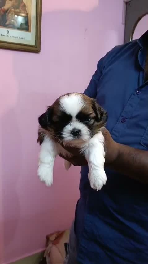 Shih Tzu | Black Color, farm video