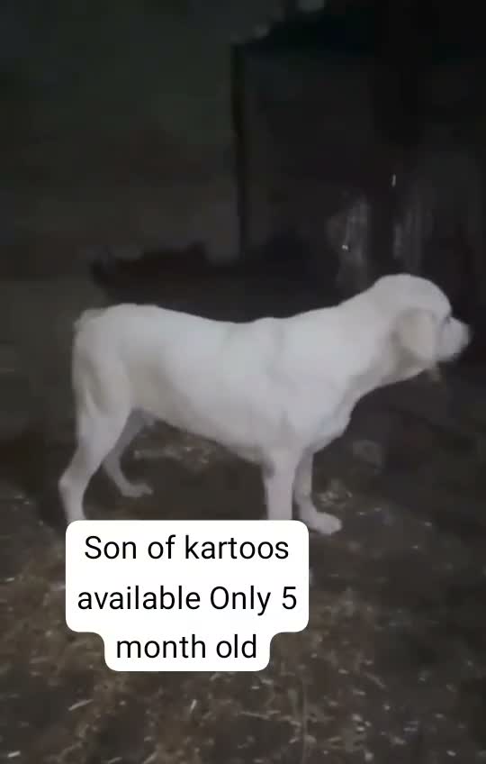 Rat, farm video