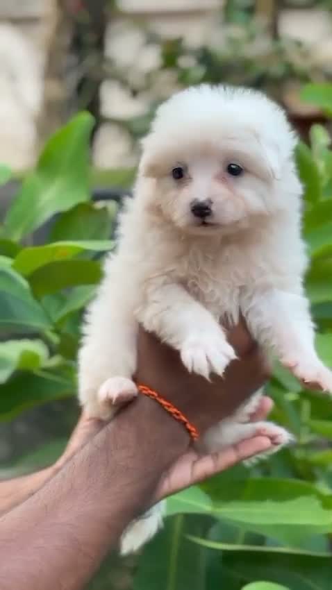 Dachshund Puppy, farm video