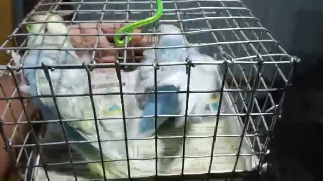 Helicopter Budgies, farm video