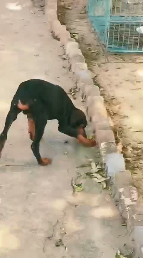 European Doberman Puppy, farm video