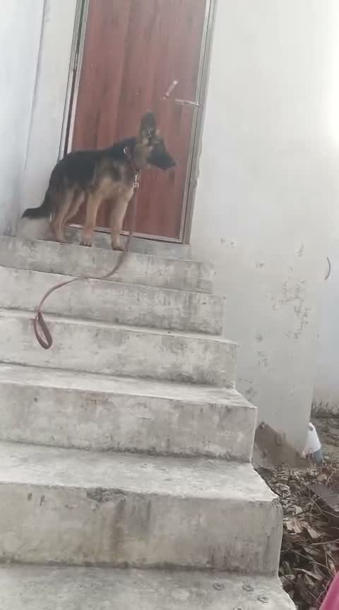 German Shepherd Puppy, farm video