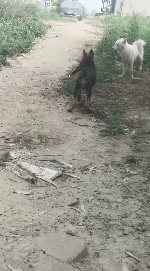 Culture Pom Puppy, farm video